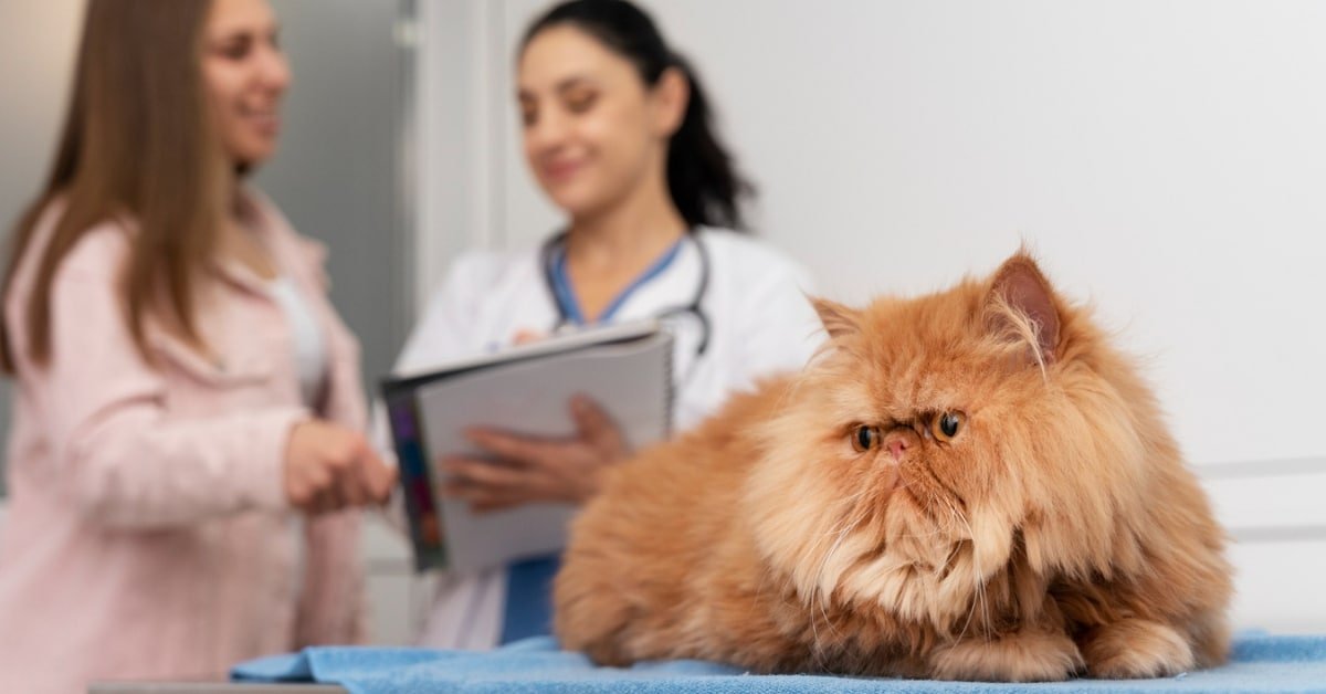 sms marketing for pet care